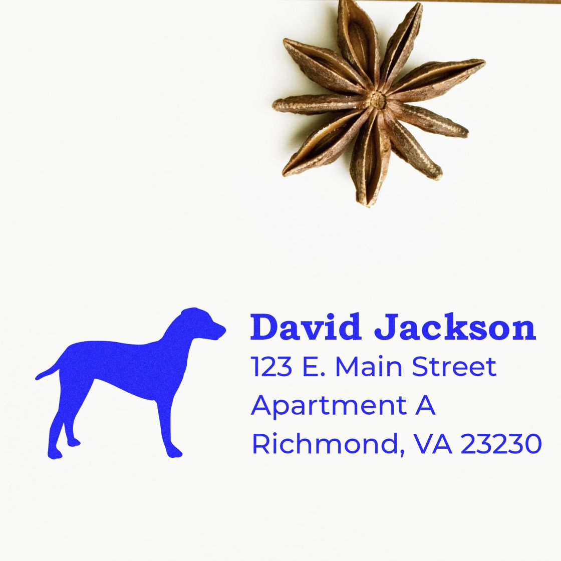 Slim Pre-Inked Dalmatian Address Stamp on white paper with a blue Dalmatian silhouette and sample address. A star anise is placed at the top right corner for decoration.