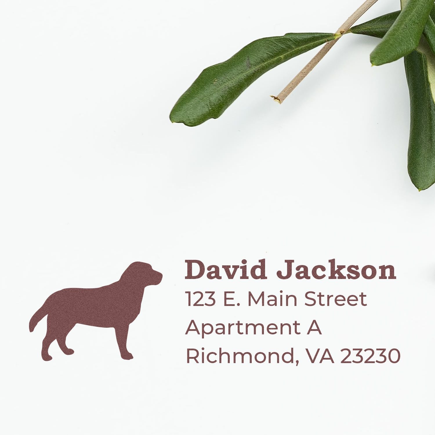 Slim Pre-Inked Labrador Address Stamp on white paper with a brown Labrador silhouette and sample address. Green leaves in the corner add a natural touch. Perfect for personalized mailings.