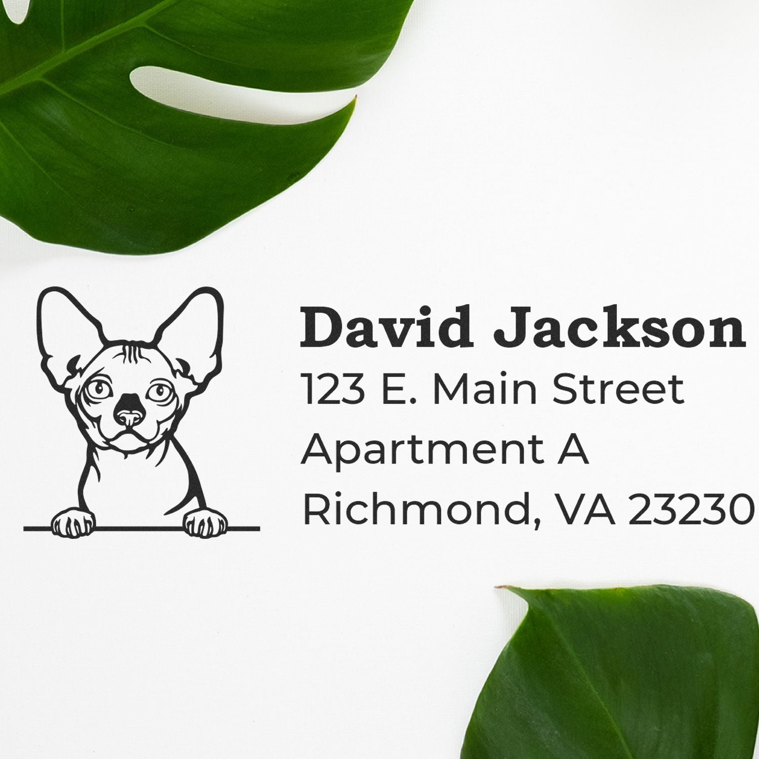 Slim Pre-Inked Bambino Peeking Cat Return Address Stamp on white paper with a cute cat illustration, personalized with David Jackson, 123 E. Main Street, Apartment A, Richmond, VA 23230, surrounded by green leaves.